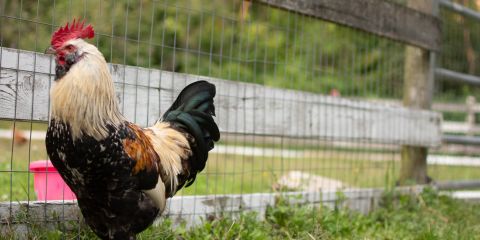 Rooster