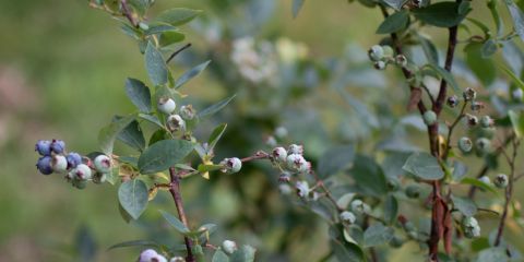 Blueberryplants