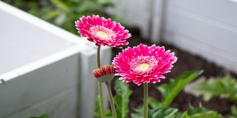 Flowers2